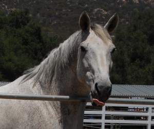 boy was she embarrassed!  she said, how can you take a pict of me when i did not brush my hair?! or take a bath! ppbbbbtttt!!!  because she is very forgiving she asked for a cookie and my human hopped to it!  good girl she is.